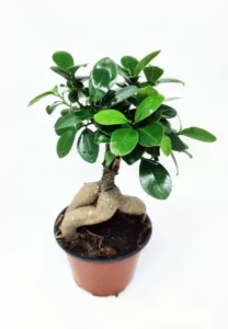 עציץ פיקוס בונסאי